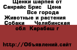 Щенки шарпея от Санрайс Брис › Цена ­ 30 000 - Все города Животные и растения » Собаки   . Челябинская обл.,Карабаш г.
